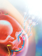 Centre for Research into Circulating Fetal Nucleic Acids