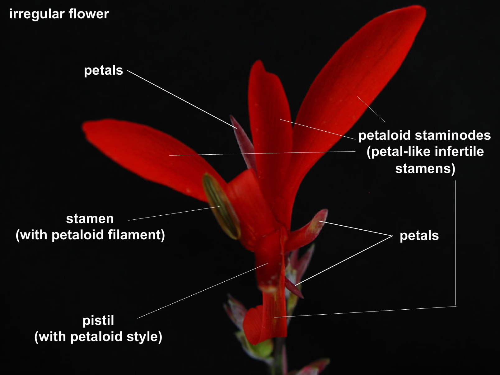 interactive-virtual-flower-dissection-lab