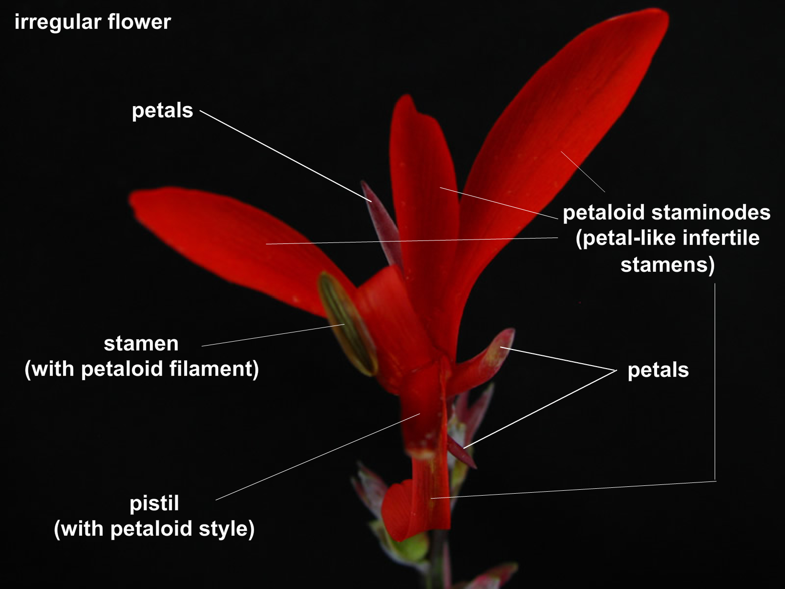 Interactive Virtual Flower Dissection Lab