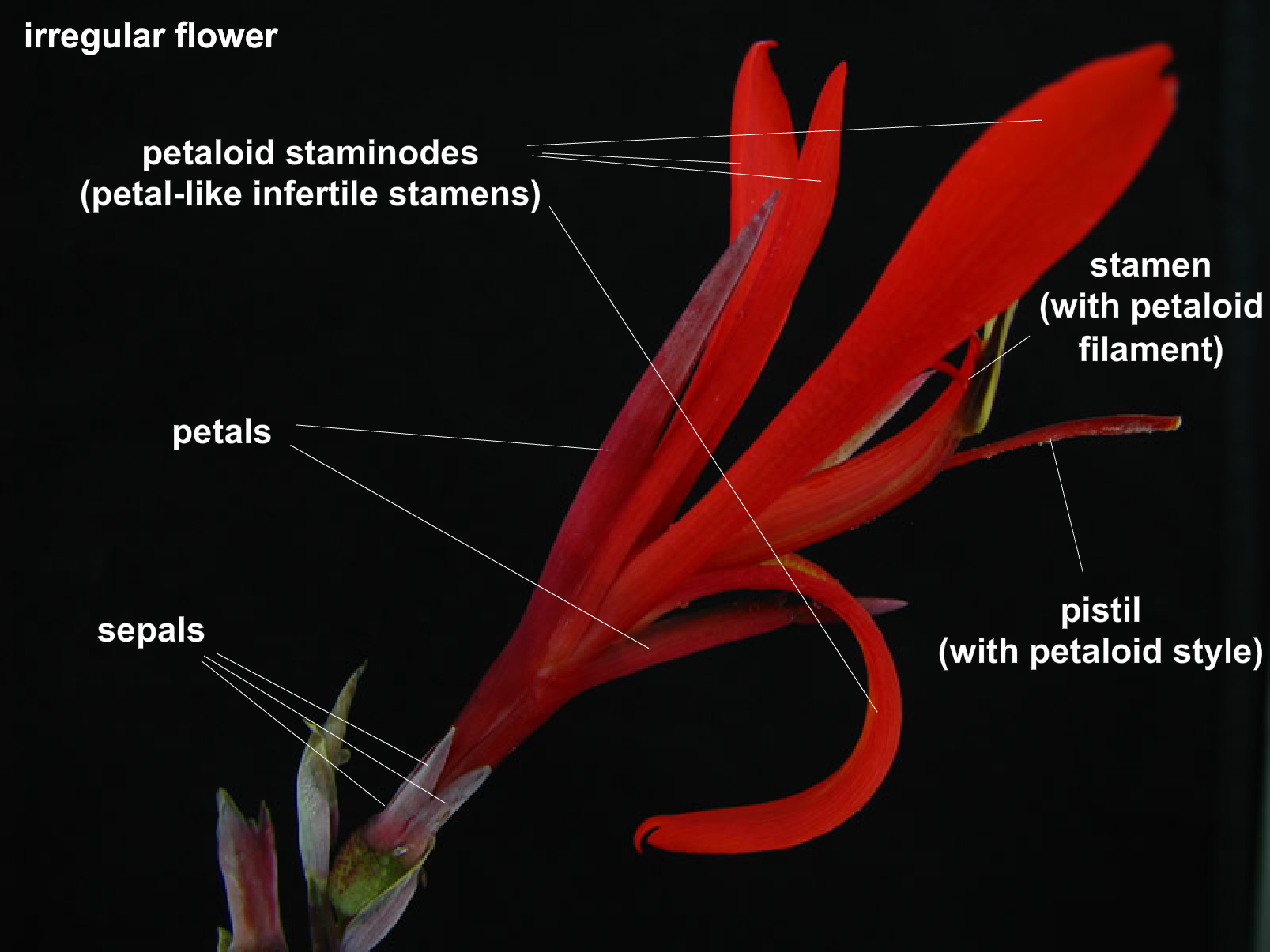 Interactive Virtual Flower Dissection Lab