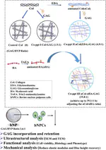 New Paper: A Bio-Inspired Nano-Material Recapitulating the Composition, Ultra-Structure, and Function of the Glycosaminoglycan-Rich Extracellular Matrix of Nucleus Pulposus