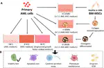 New Paper: Microenvironment matters: In vitro 3D bone marrow niches differentially modulate survival, phenotype and drug responses of acute myeloid leukemia (AML) cells