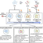 New Paper: Tailoring extracellular matrix niches: Impact of glycosaminoglycan content on multiple differentiation of human mesenchymal stem cells
