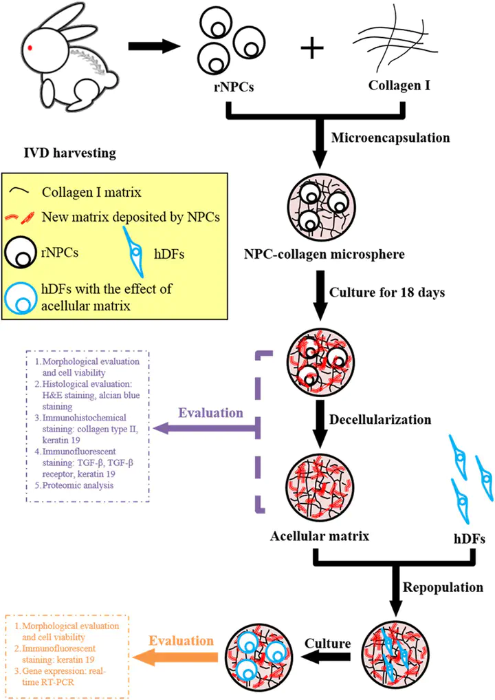 Proteomic Analysis of Nucleus Pulposus Cell-Derived Extracellular ...