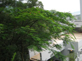 Dr Tse Yuen Man Memorial Tree